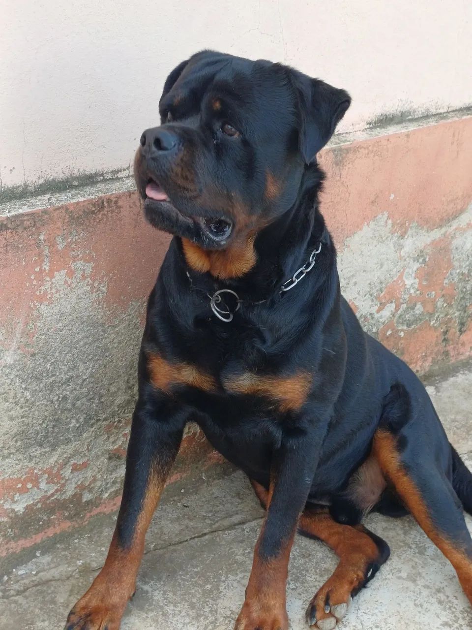 Rottweiler - Foto 3