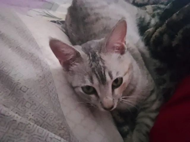 Gata pra doação  - Foto 3