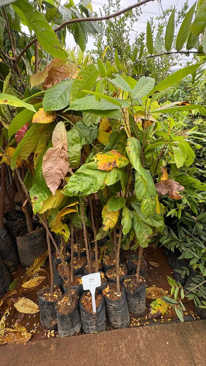 Muda de Cacau 