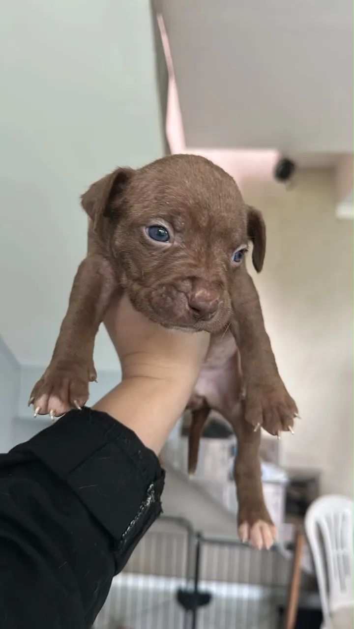 Pit bull - Foto 3