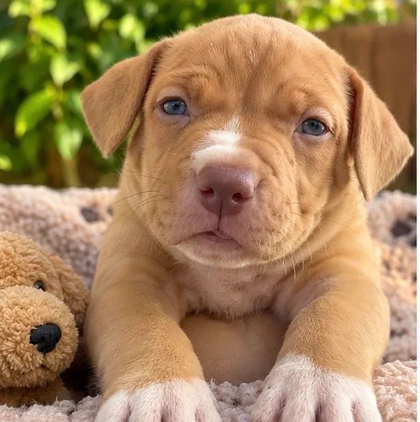 Vendo Cachorro pit bull American bully  - Foto 2