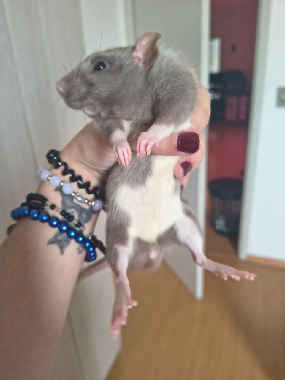 Rato Twister  - Foto 3