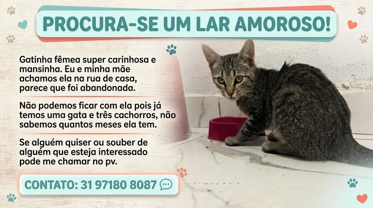 Gato