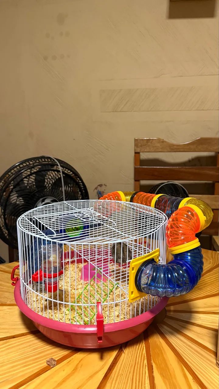 Hamster bebê com gaiola 