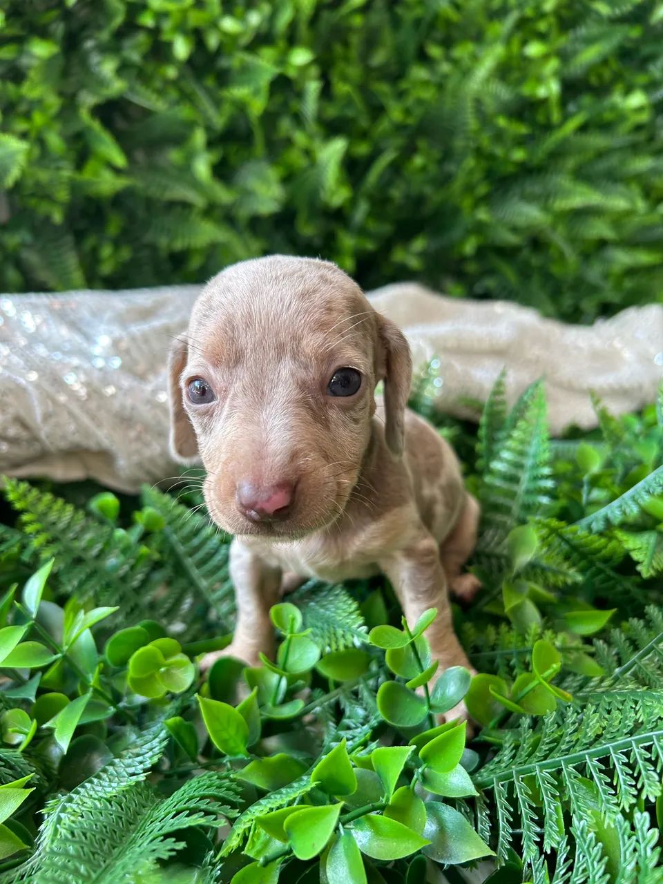 Filhotes Dachshund / salsicha / Teckel  - Foto 3