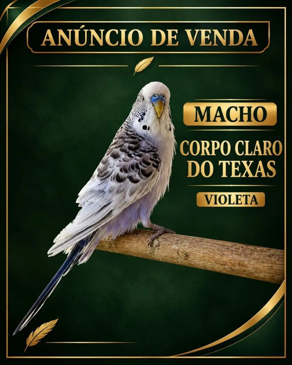 Gaiola