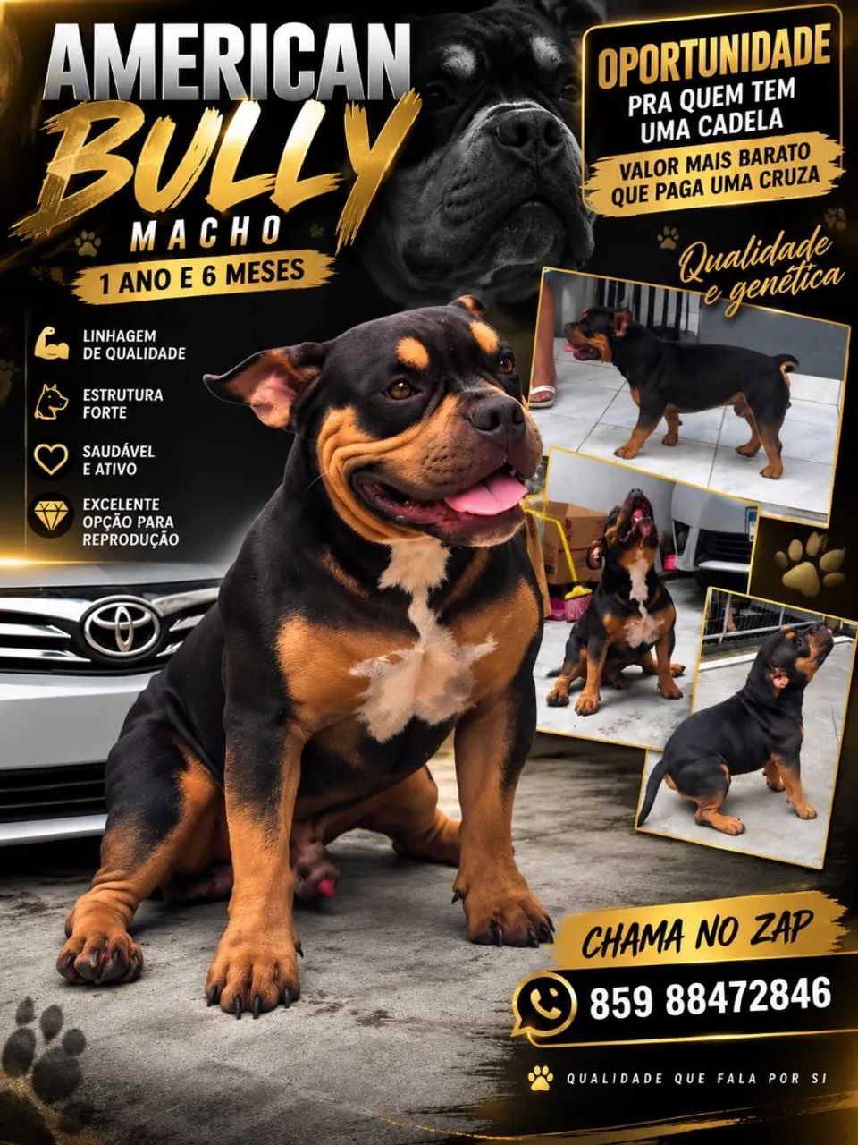 American bully  - Foto 3