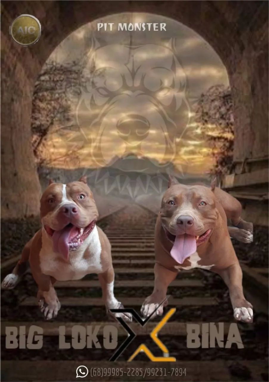 FILHOTE DE PITMONSTER - Foto 5