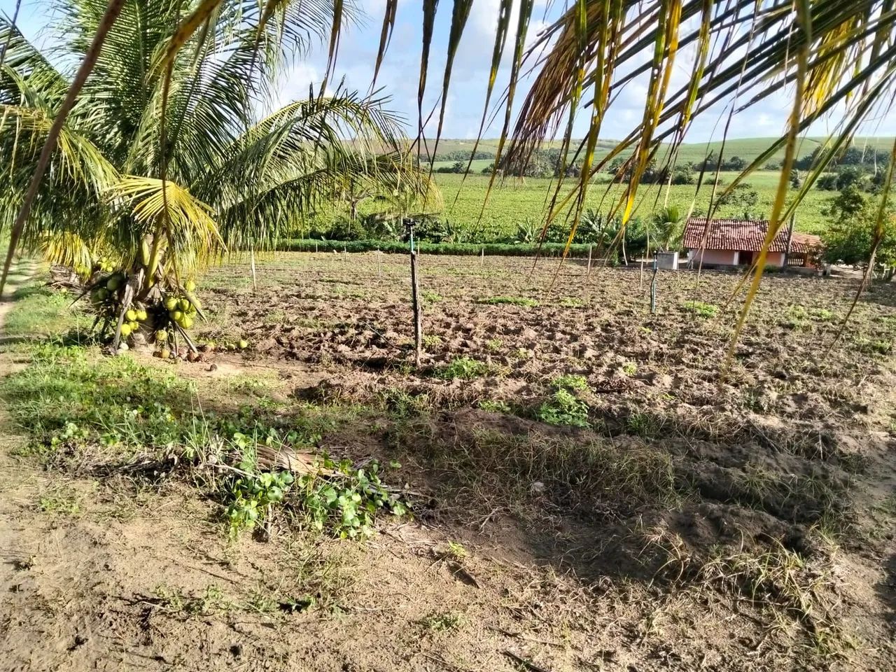 Vendo sítio  - Foto 4