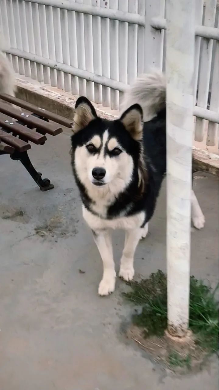 Husky Siberiano