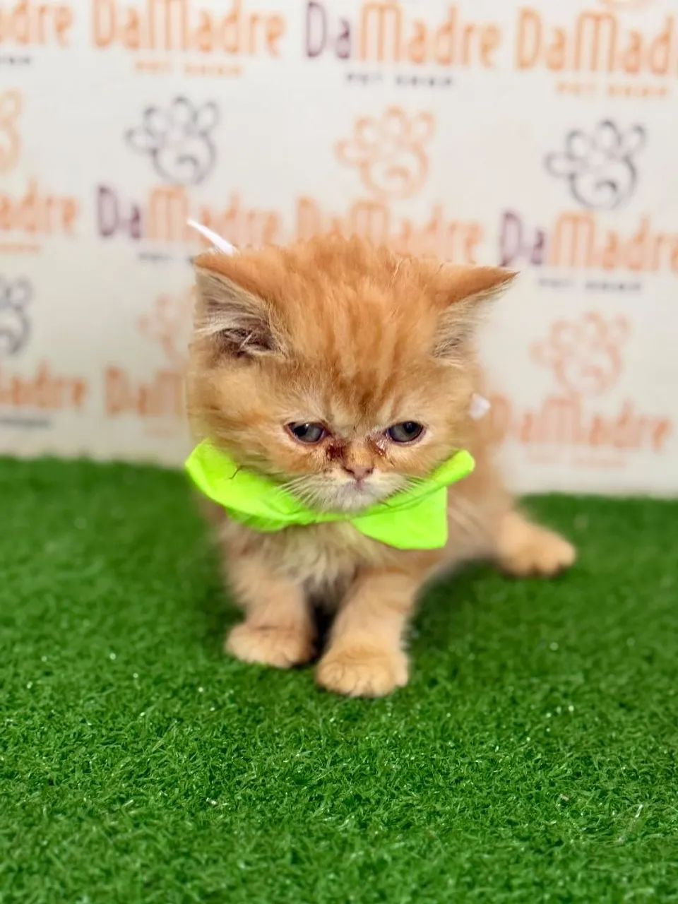 Gato Persa Macho - Gatos - Bela Suiça, Londrina 1547590623 | OLX
