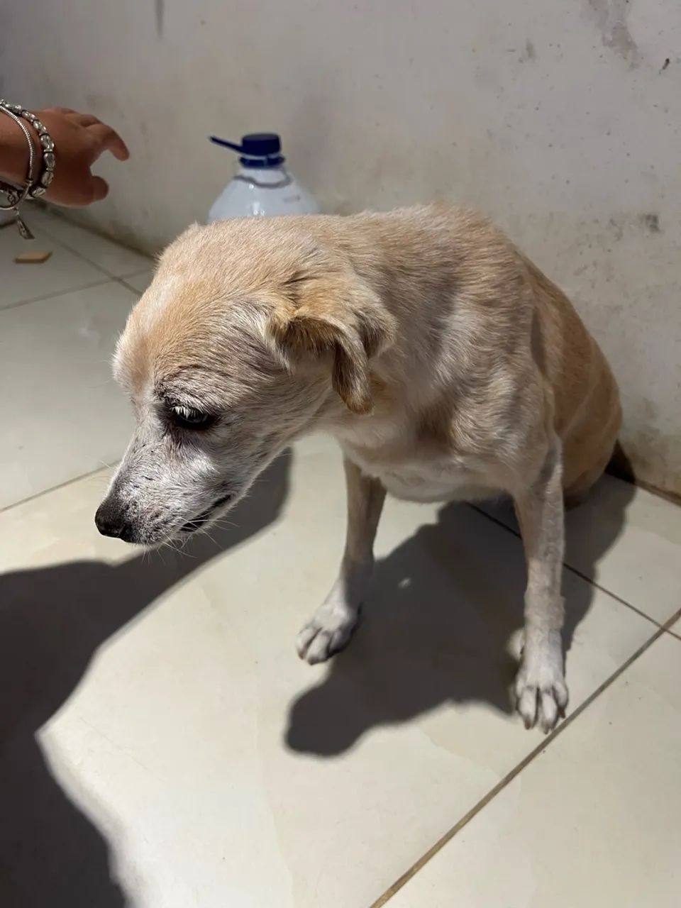 Adoção cachorro  - Foto 2