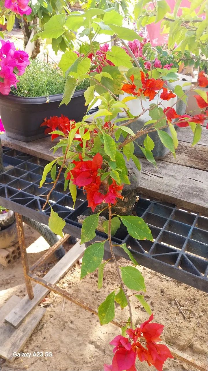 Vende-se plantas  - Foto 2