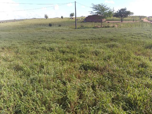 Propriedade de 8 hectares-toda cercada-com 2 casas, a 5 km de Apoti-PE - Foto 15