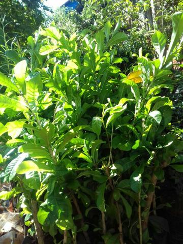 Mundas frutíferas Boa