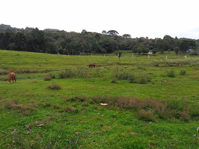 Fazenda de 93 Alqueires .Guabiroba - Guarapuava PR .R$ 30 mil por Alqueire - Foto 19