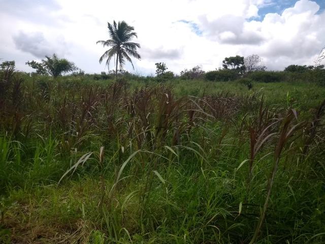 Granja BR 101 1 Hectare Arisco Paú Casa Sede Energia Elétrica Rio Maxaranguape 1km da BR