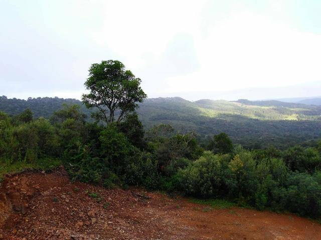 Fazenda de 93 Alqueires .Guabiroba - Guarapuava PR .R$ 30 mil por Alqueire - Foto 17