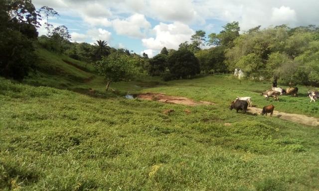 Ótima Fazenda Mista Gado e Cacau - Foto 6