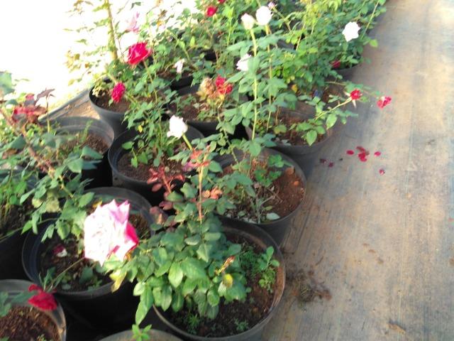 Rosas em vasos vendo - Foto 3