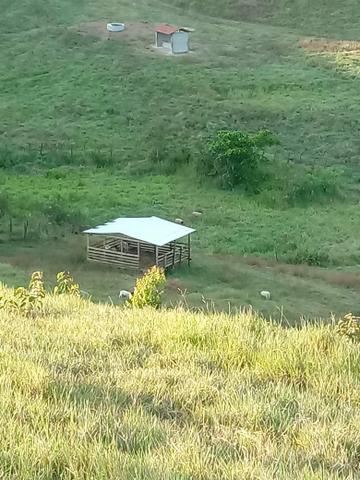Vendo propriedade união dos Palmares - Foto 9