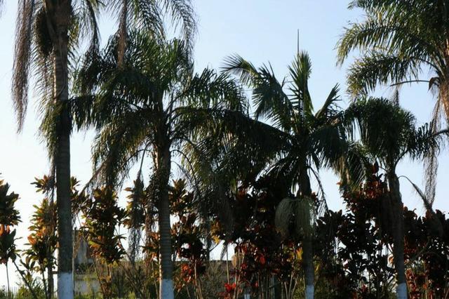 Sitio para locação em Mogi das Cruzes - Foto 8