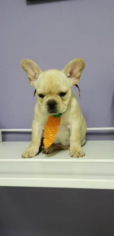 Buldog Frances Londrina - Foto 3
