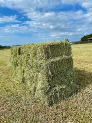 Vendo Feno de Tifton 85 - Feno Classe A