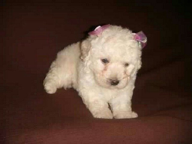 Presentei quem vc ama com os mine poodle Toy 