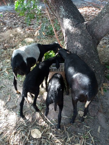 Ovelha com borrego