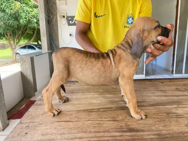 fila brasileiro olx
