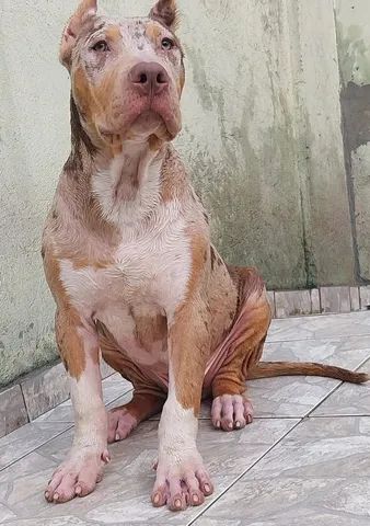 Pit Monster: Macho, Tri Chico Merle, 7 meses  - Foto 5