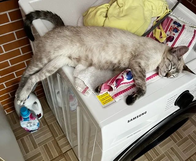 Gatinha , gata, doação - Foto 2