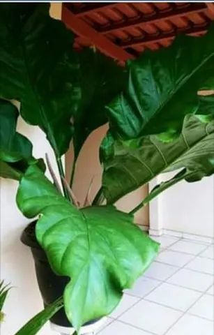 Anthurium amazonico gigante( Anthurium plowmanii)  - Foto 2