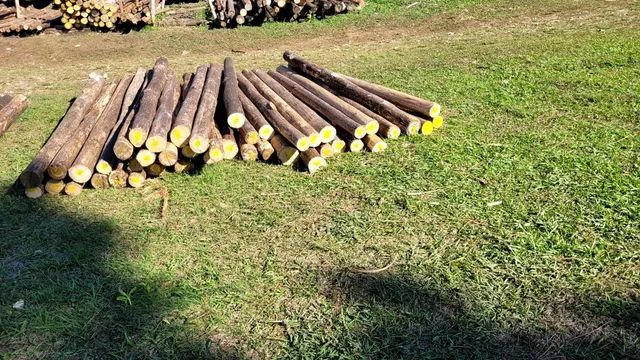 PALANQUES DE EUCALIPTO E ESCORAS. - Foto 2