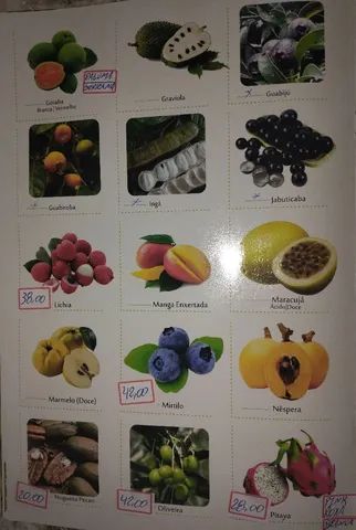 Mudas frutíferas a pronta entrega vem nos visitar  - Foto 5
