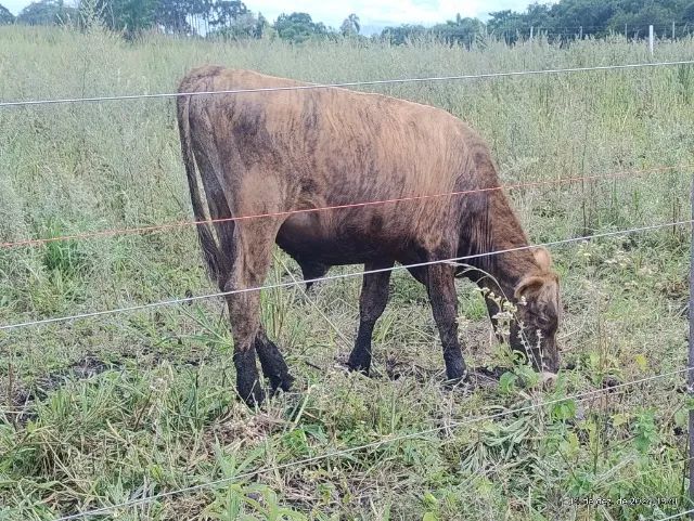 Bezerros  touro novilha