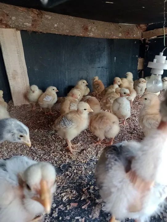 Pintinhos linhagem pesadão ( várias raças ) - Foto 2