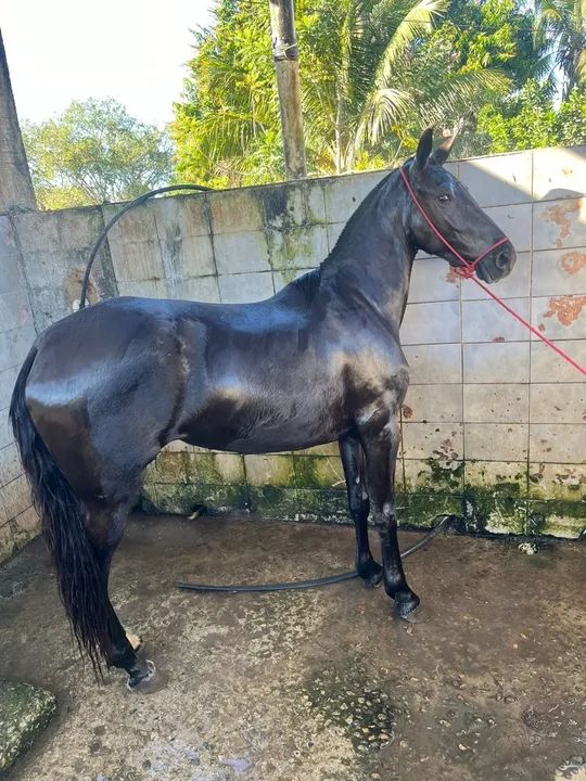 Égua mangalarga  - Foto 3