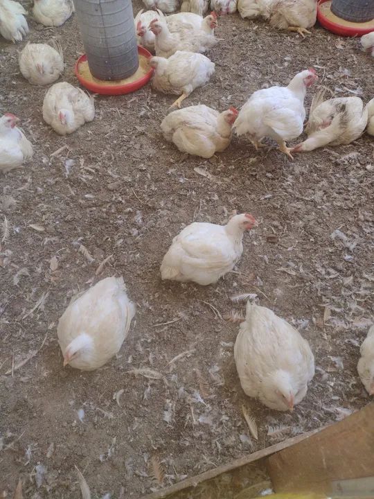 Adubo de frango !!! - Foto 2