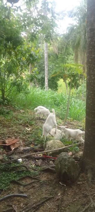 Bode e  cabras - Foto 4