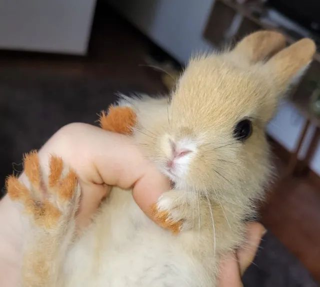 Filhotes de Coelho - Foto 5