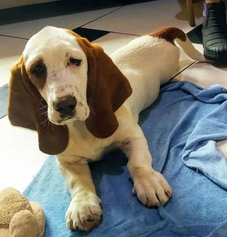 Olx best sale basset hound