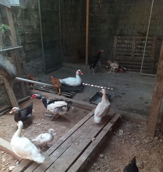 Patos e patas paysandu