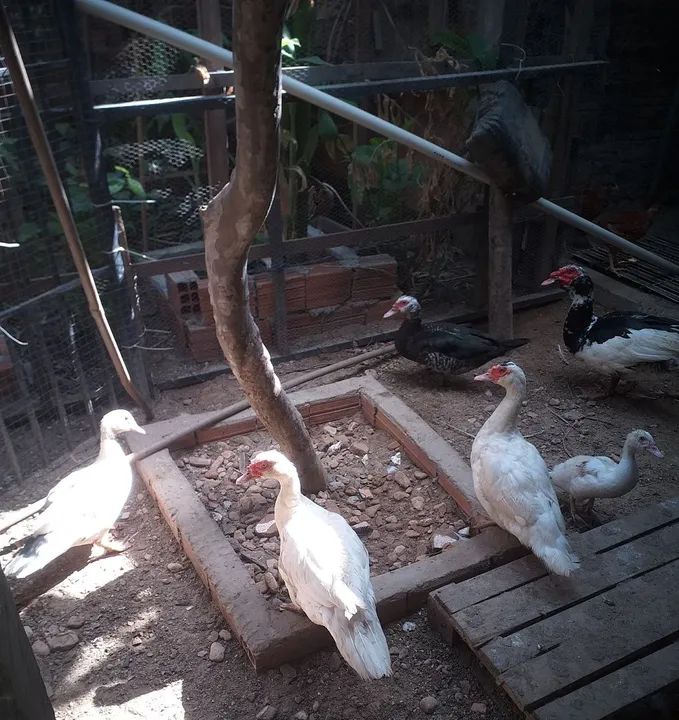 Patos e patas paysandu - Foto 5