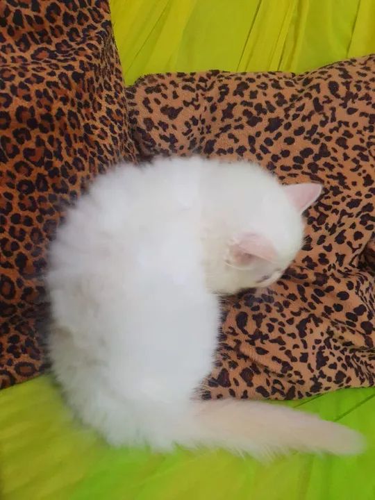 Filhote de gato persa-Guardiões do Vale - Foto 6