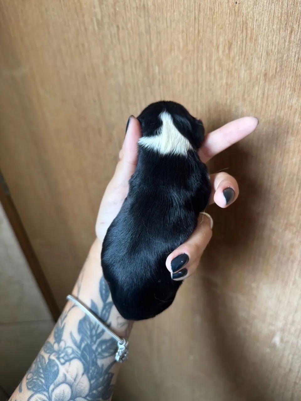 Filhote de cavalier King charles  - Foto 3