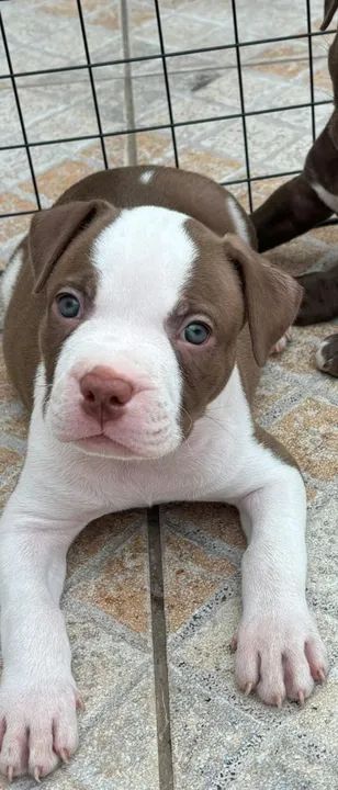 Filhote de Pitbull  - Foto 4