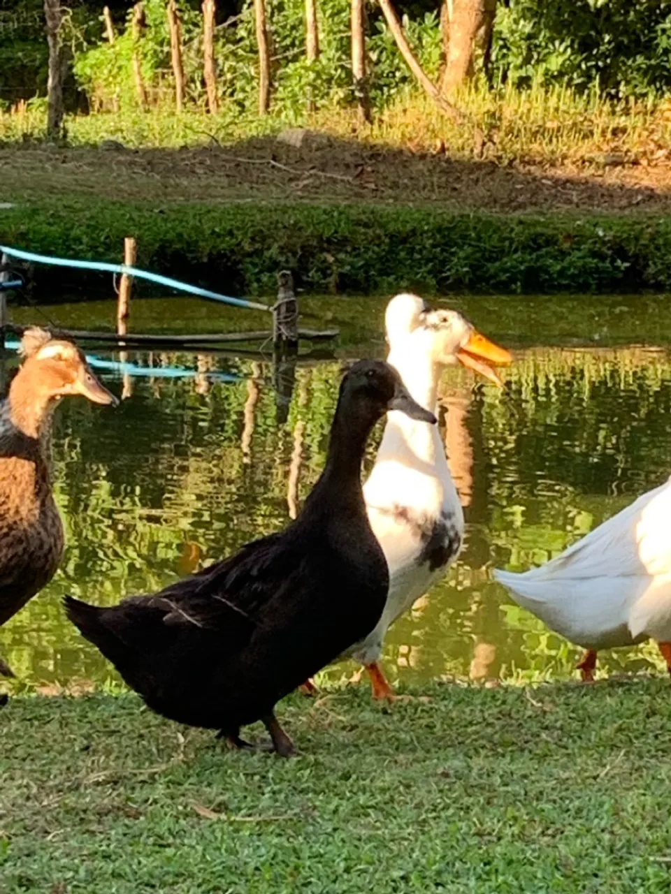 Galinha Sertaneja Balão GSB