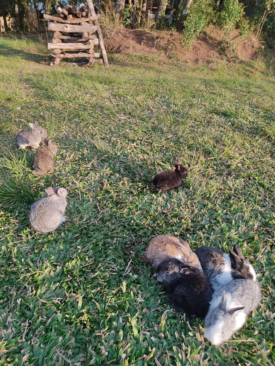 Coelhos filhotes gigante de flandres  - Foto 3